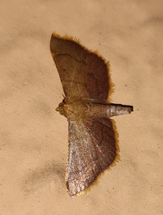 Pyralinae