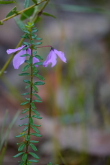 Tetratheca thymifolia