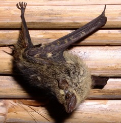 Rhynchonycteris naso