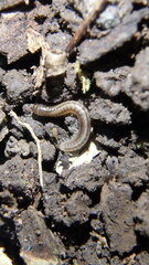 Blaniulus guttulatus