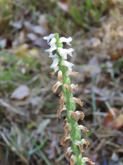 Spiranthes bightensis