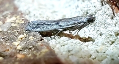 Phycitodes reliquellum