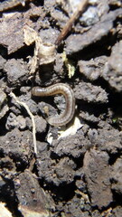 Blaniulus guttulatus