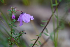 Tetratheca thymifolia