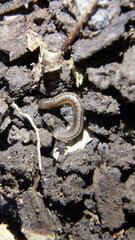 Blaniulus guttulatus