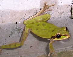 Smilisca phaeota