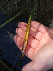 Spiranthes bightensis