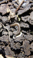 Blaniulus guttulatus