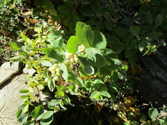 Symphoricarpos occidentalis