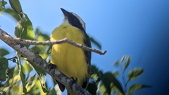 Myiozetetes similis