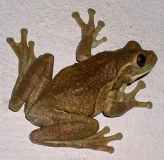 Trachycephalus vermiculatus