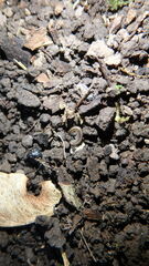 Blaniulus guttulatus