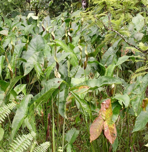 Urospatha grandis image