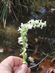Spiranthes bightensis