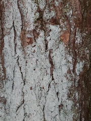 Phlyctis petraea