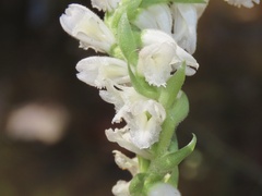 Spiranthes bightensis
