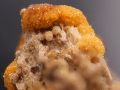 Sphaerosporium lignatile