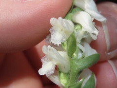 Spiranthes bightensis