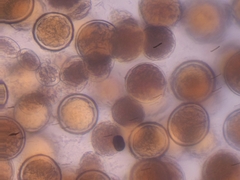 Sphaerosporium lignatile