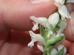 Spiranthes bightensis