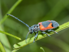 Tetraopes discoideus