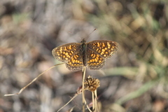 Phyciodes graphica