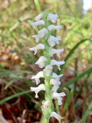 Spiranthes bightensis