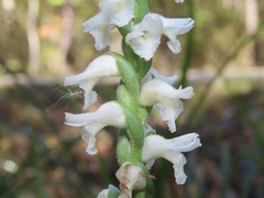 Spiranthes bightensis