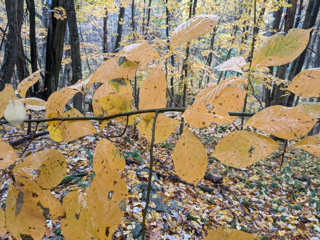 Black Tupelo from Gibbon Glade, PA 15440, USA on October 19, 2022 at 12
