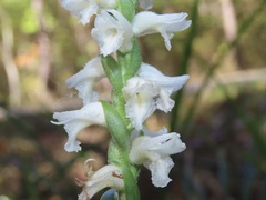 Spiranthes bightensis