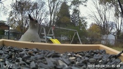 Melanerpes carolinus