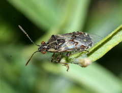 Rhopalidae