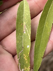 Agromyzidae