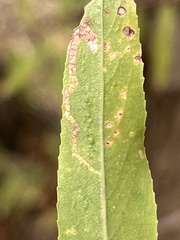Agromyzidae