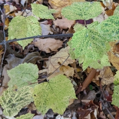 Viburnum acerifolium