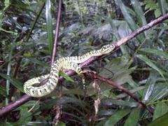 Tropidolaemus wagleri