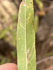 Agromyzidae