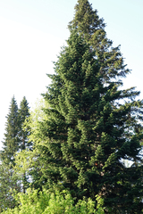 Abies sibirica