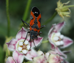 Lygaeus reclivatus
