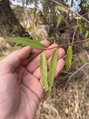 Agromyzidae
