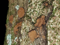 Hypoxylon rubiginosum