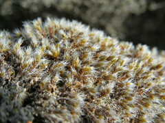 Racomitrium elongatum