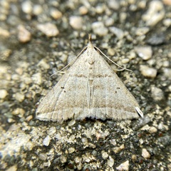 Lysimelia lenis