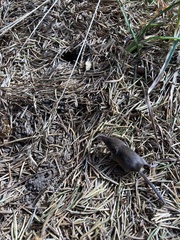 Sorex cinereus
