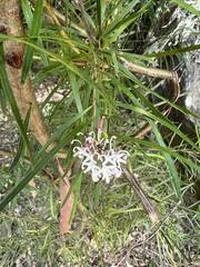Grevillea linearifolia