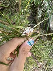 Grevillea linearifolia