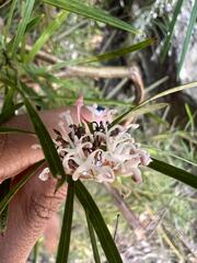 Grevillea linearifolia