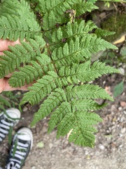 Dryopteris carthusiana