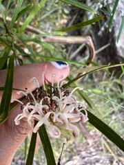 Grevillea linearifolia