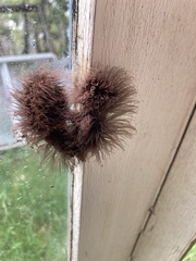 Stemonitis axifera
